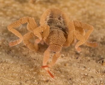 Media type: image; Invertebrate Zoology 143922
